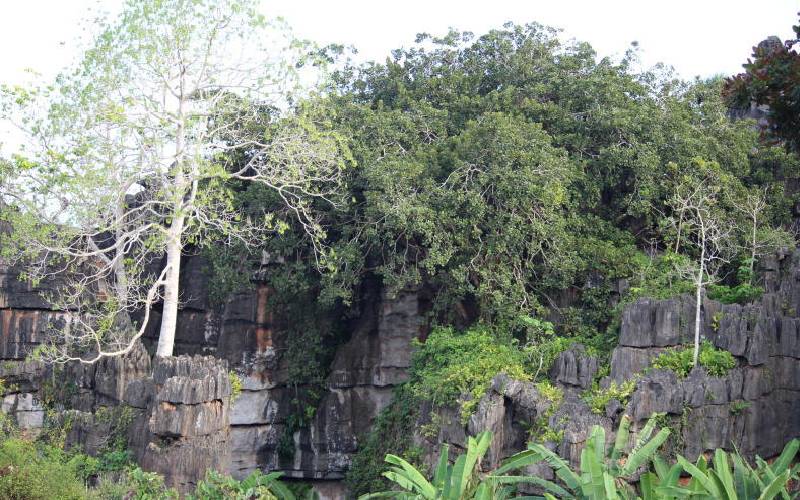 The Sacred Mijikenda Kaya Forests