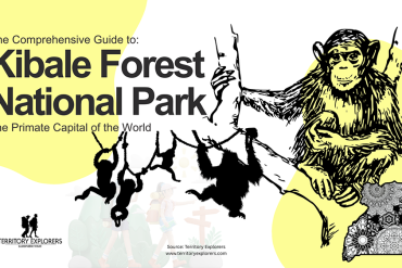 The Ultimate Guide to Kibale Forest National Park