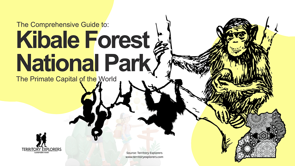 The Ultimate Guide to Kibale Forest National Park
