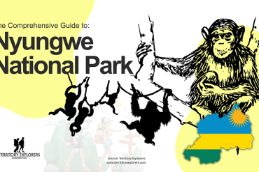 The Ultimate Guide to Nyungwe National Park