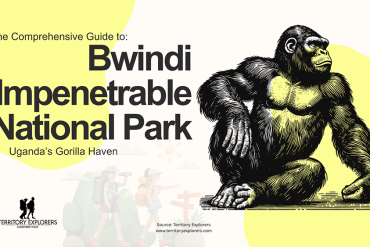 The Ultimate Guide to Things to do in Bwindi Impenetrable Forest National Park