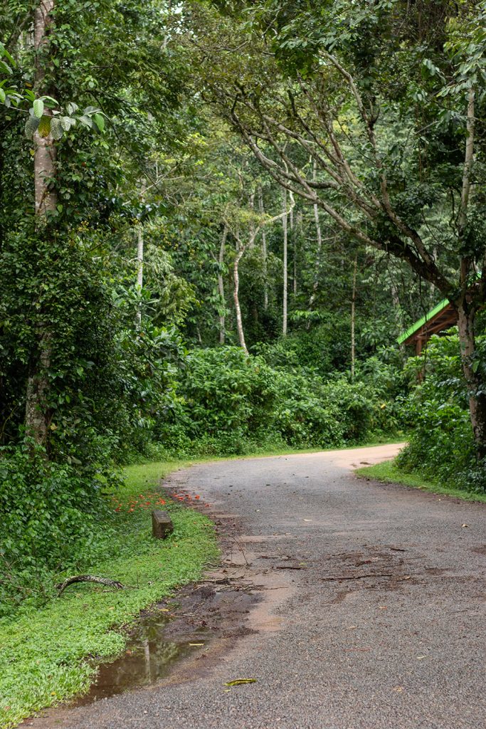 The forest Environment in Kibale