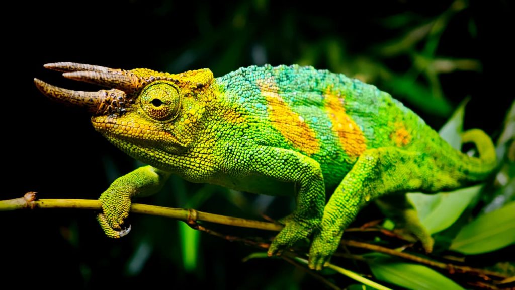 The three-horned chameleon in Rwenzori Mountains National Park