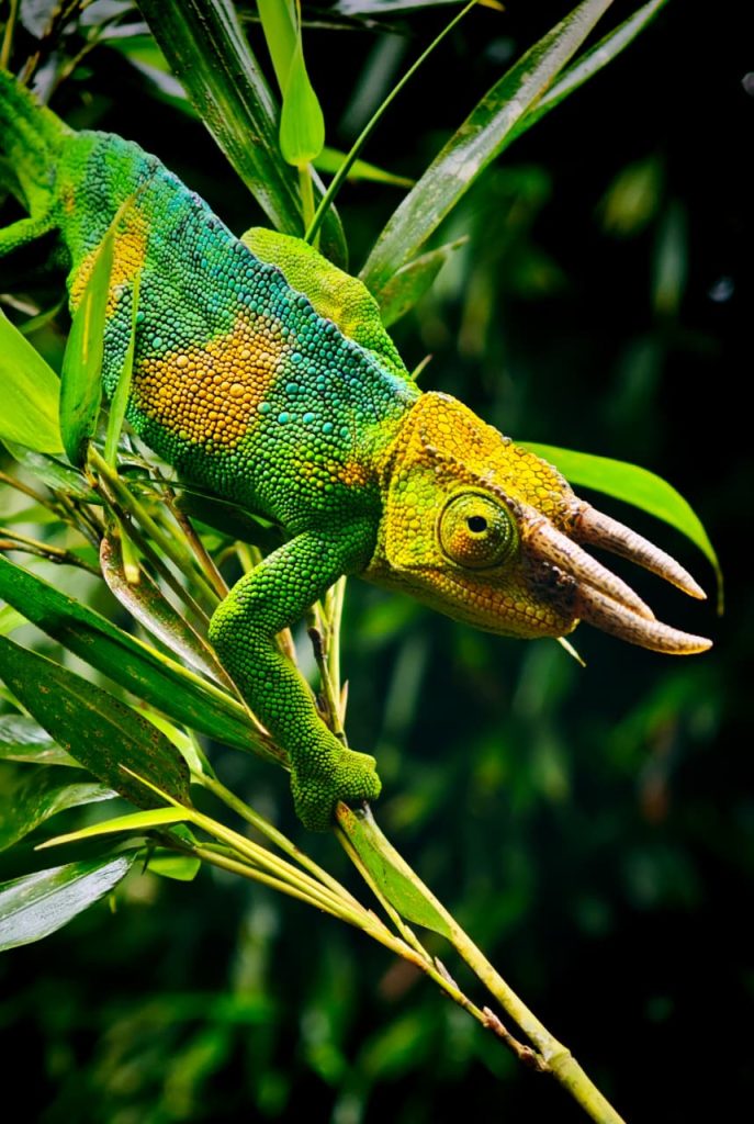 The three-horned chameleon (2)