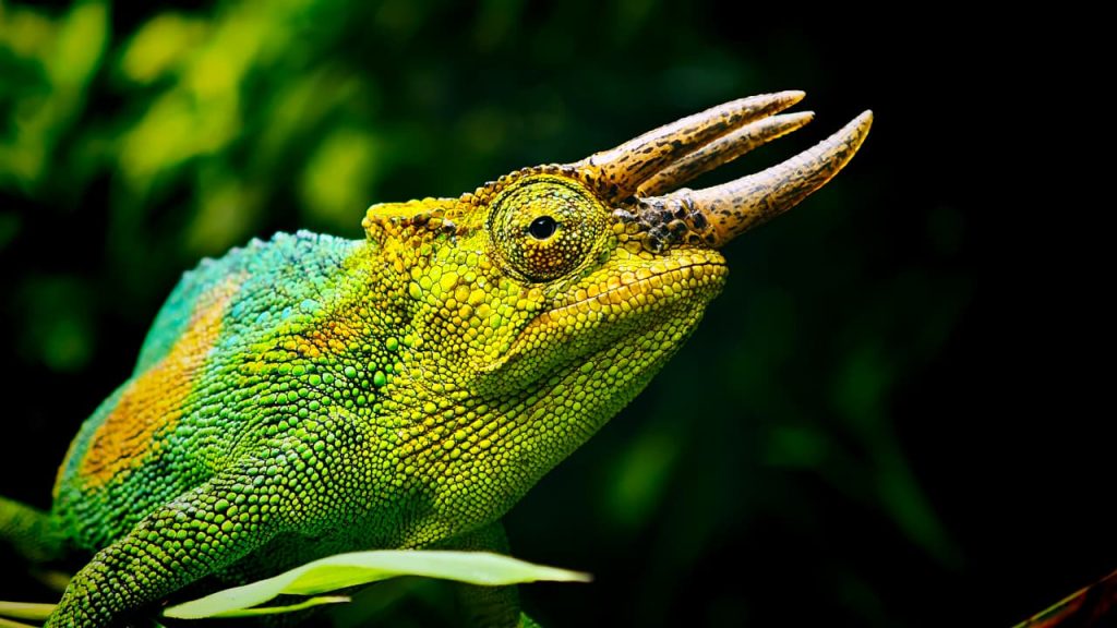 The three-horned chameleon in Rwenzori Mountains National Park