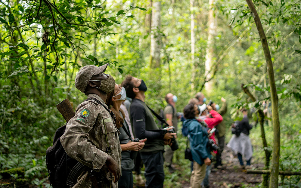 Tourists accompanied by rangers on a chimpanzee trek in Kibale watching chimpanzees up-close in the forest canopy