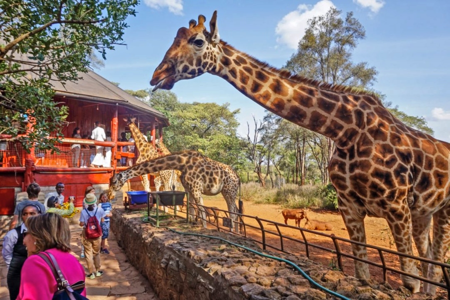 Tourists feeding a giraffe at the Giraffe Centre
