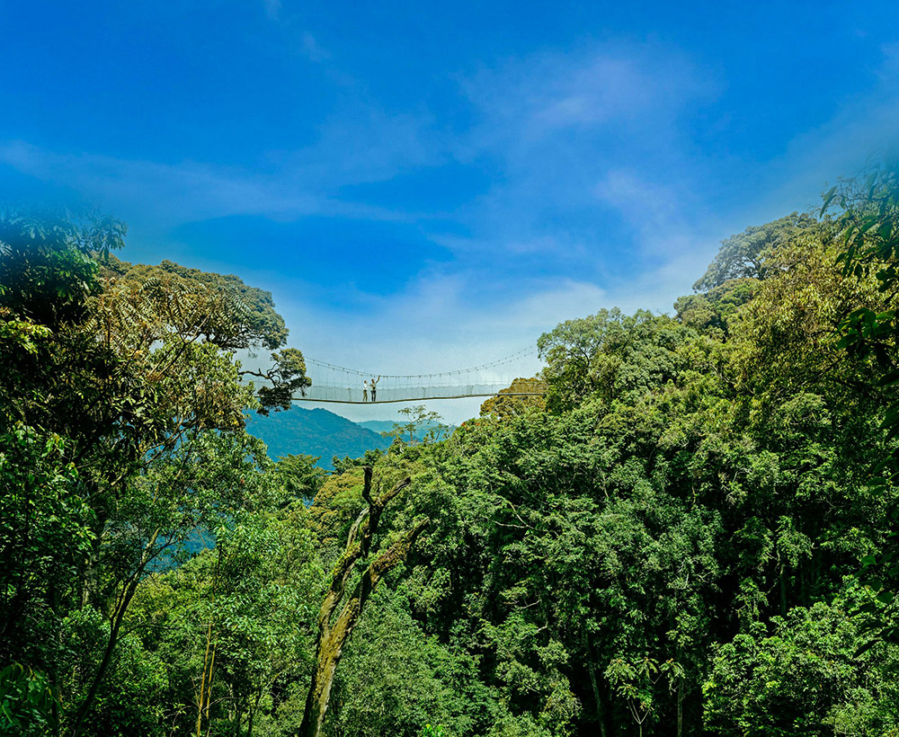 Tourists on a canopy walk in Nyungwe National Park