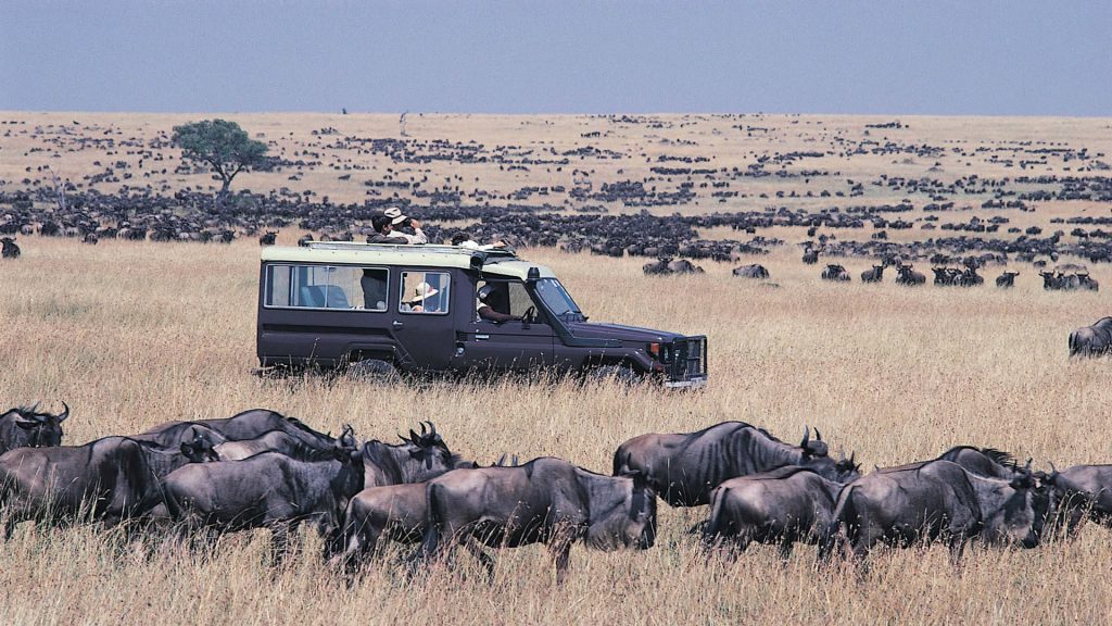 Tourists on a game drive in Maasai Mara observing the great wildebeest migration