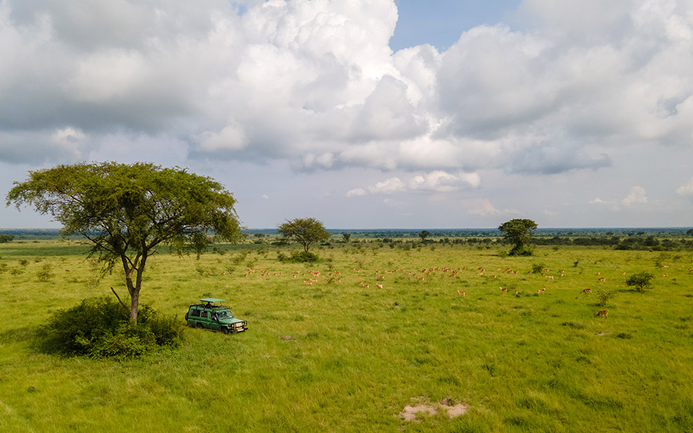 Tourists on a game drive in Queen Elizabeth National Park watching a cluster of Uganda Kobs