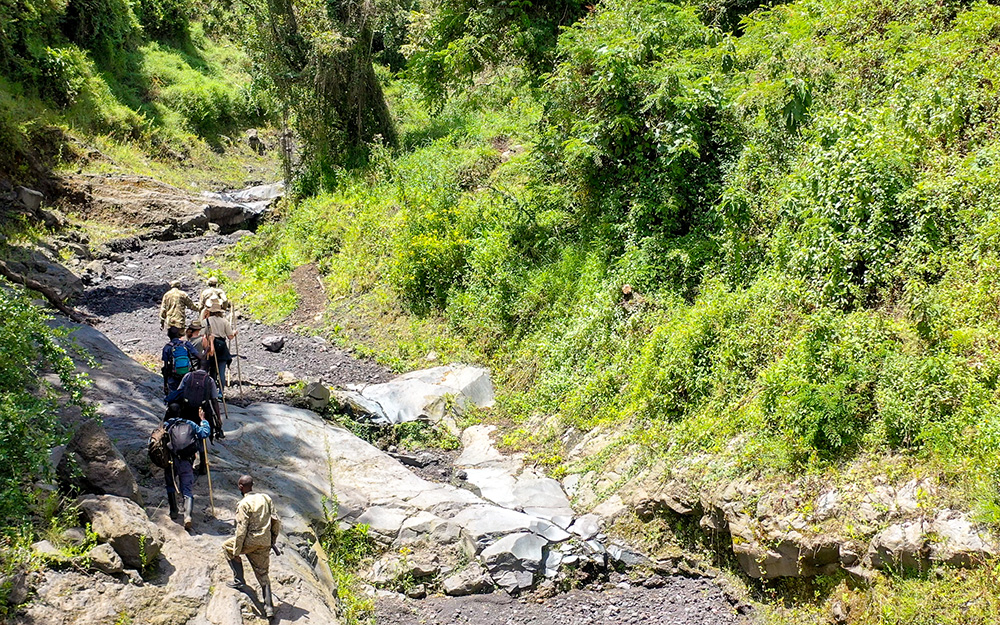 Tourists on a gorilla trek