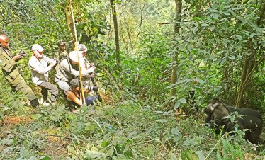 Tourists on a gorilla trekking tour in Uganda_Bwindi