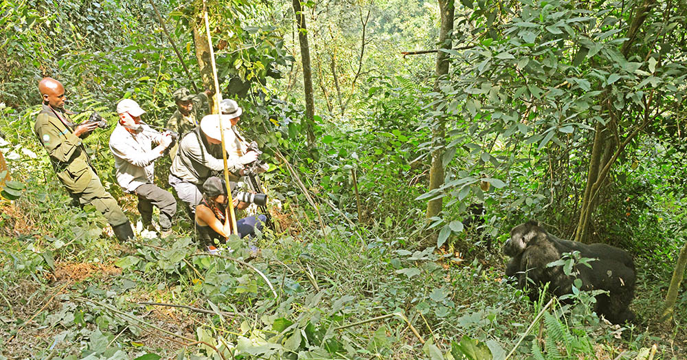 Tourists on a gorilla trekking tour in Uganda_Bwindi