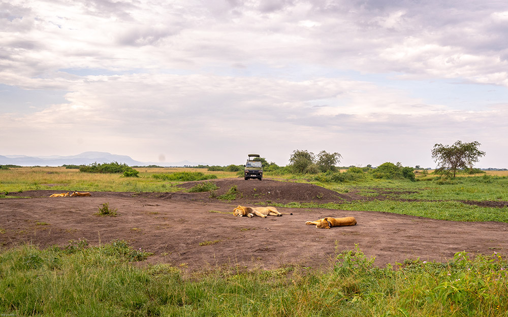 Tourists on watching a lion pride resting during a game drive in Queen Elizabeth National Park 2