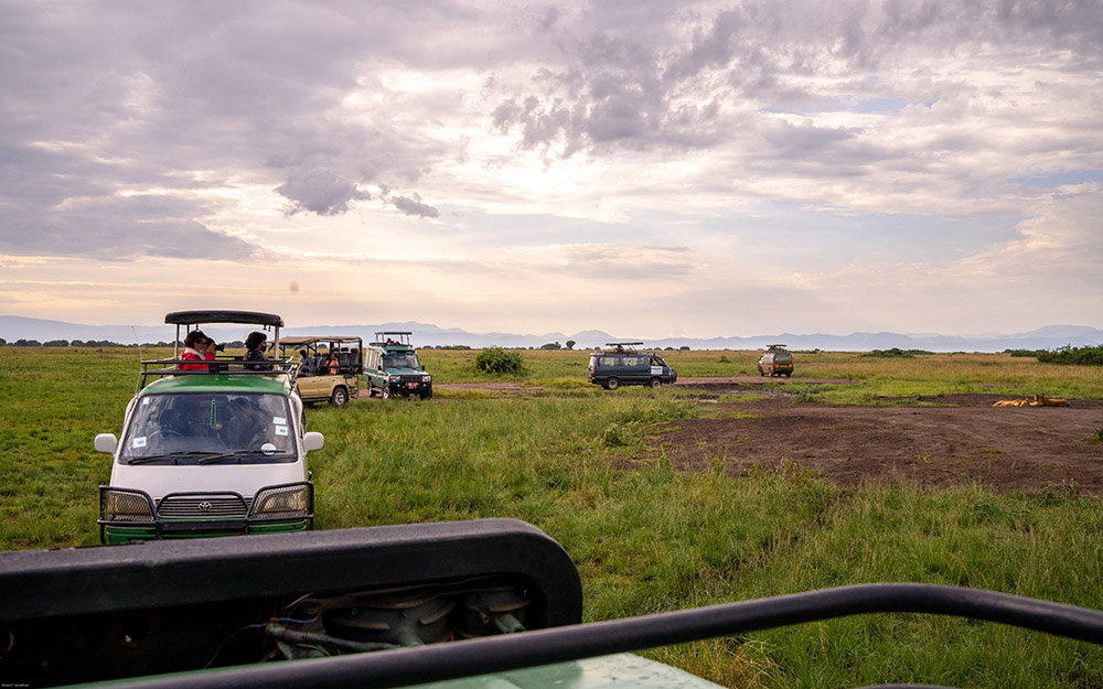 Tourists on watching a lion pride resting during a game drive in Queen Elizabeth National Park