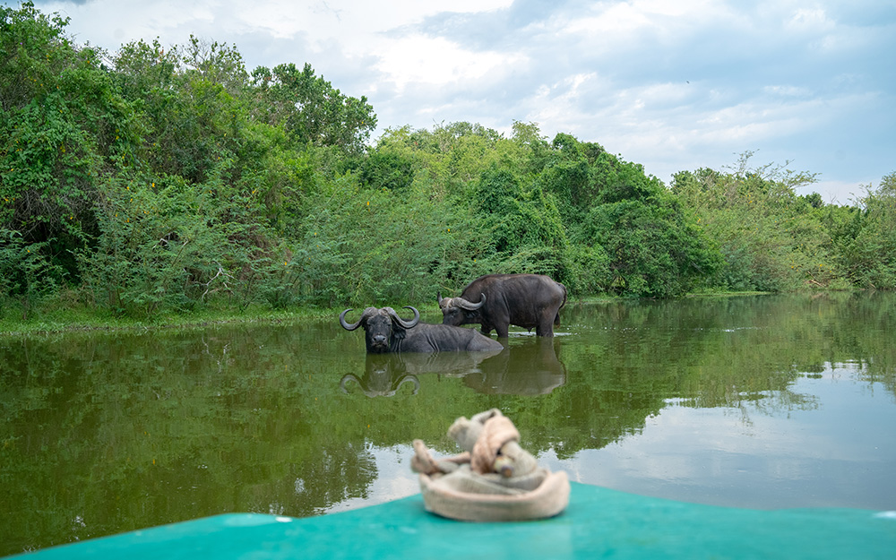 Tourists watching buffaloes while on a boat safari in lake mburo national park