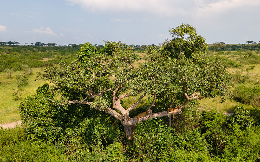 Tree climbing lions of Ishasha Queen Elizabeth National Park - Uganda
