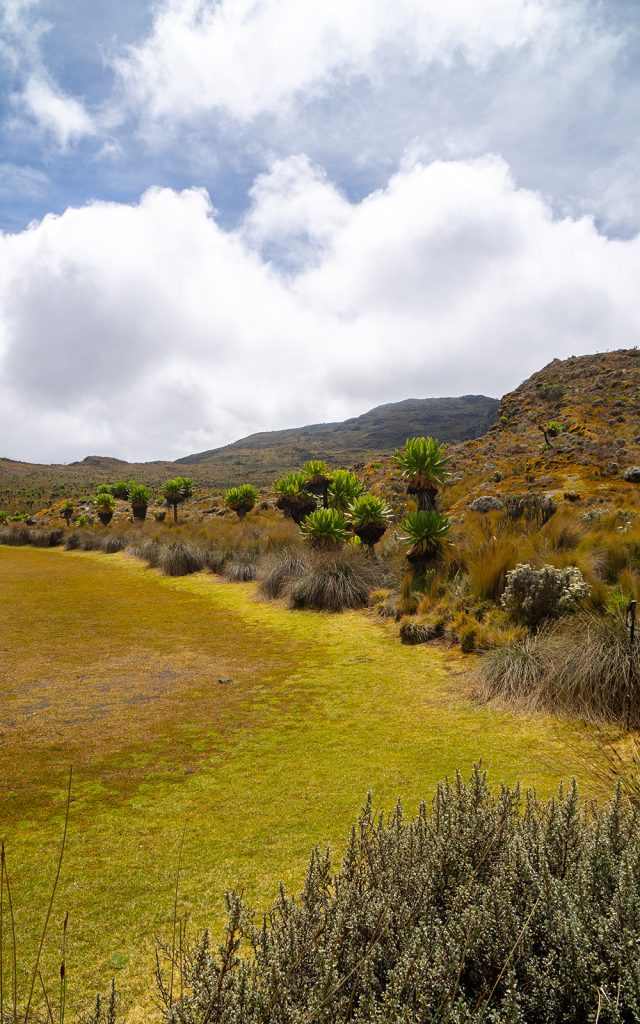 Vegetation on Elgon