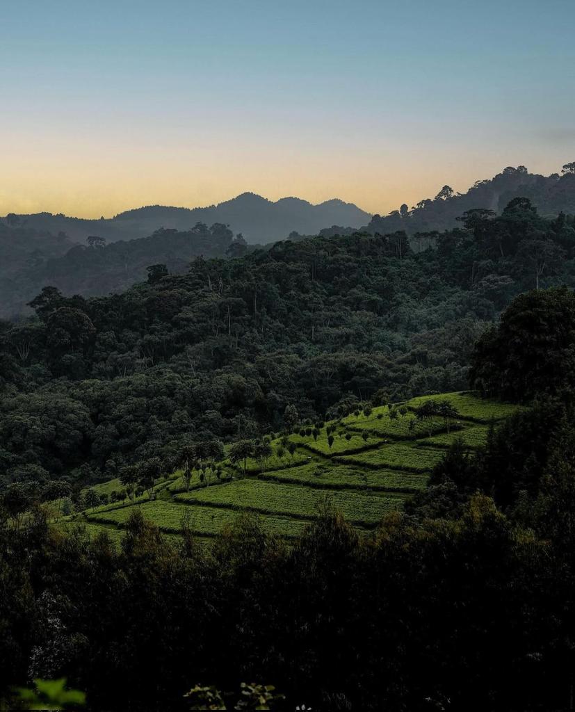 Views of Gishwati Mukura National Park
