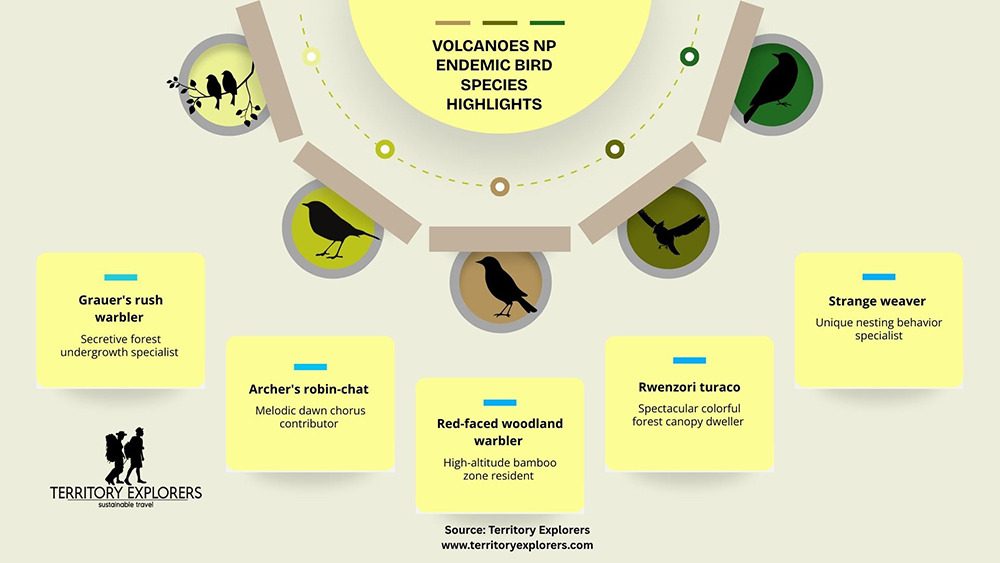 Volcanoes National Park Endemic Bird Species_Territory Explorers