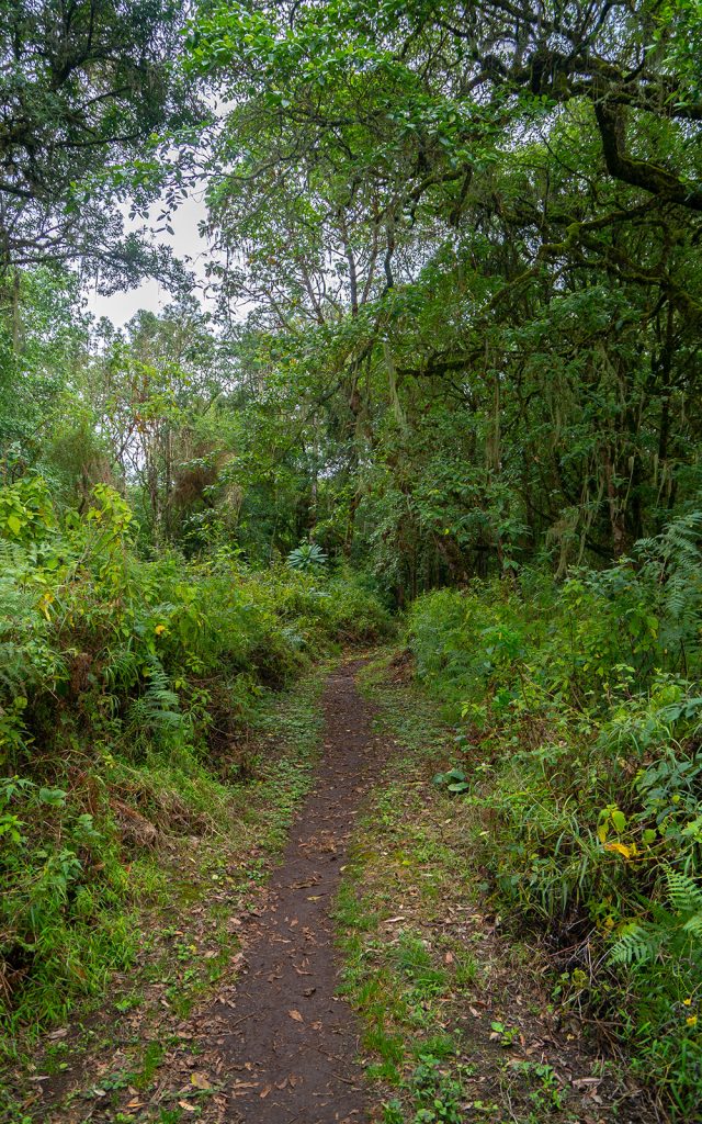 Walking pathways in Mount Elgon National Park