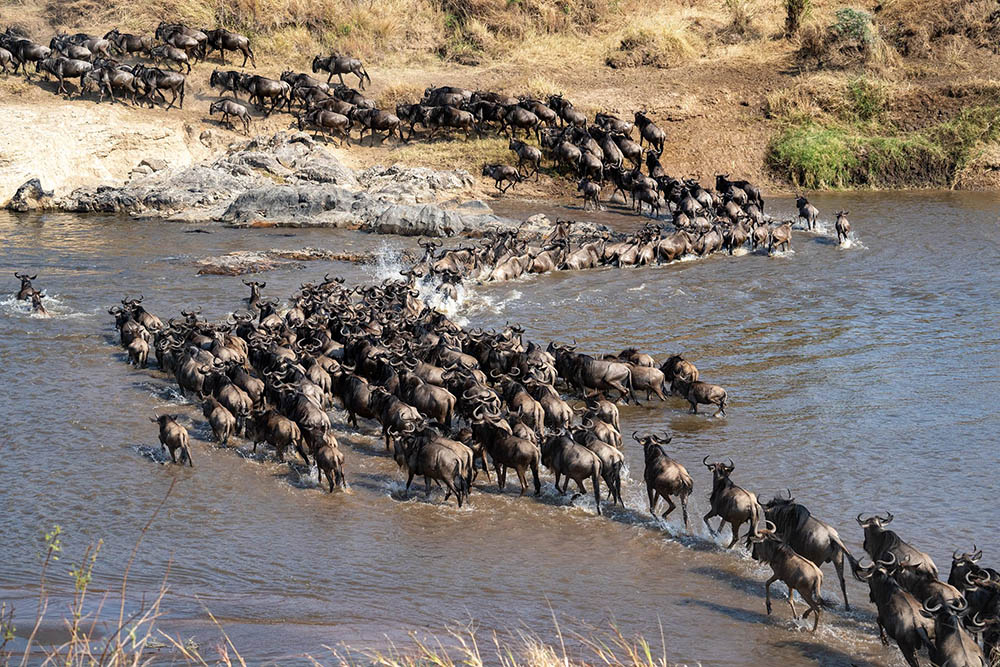 Wildebeests crossing a river in Serengeti National Park Tanzania during the Great Migration.