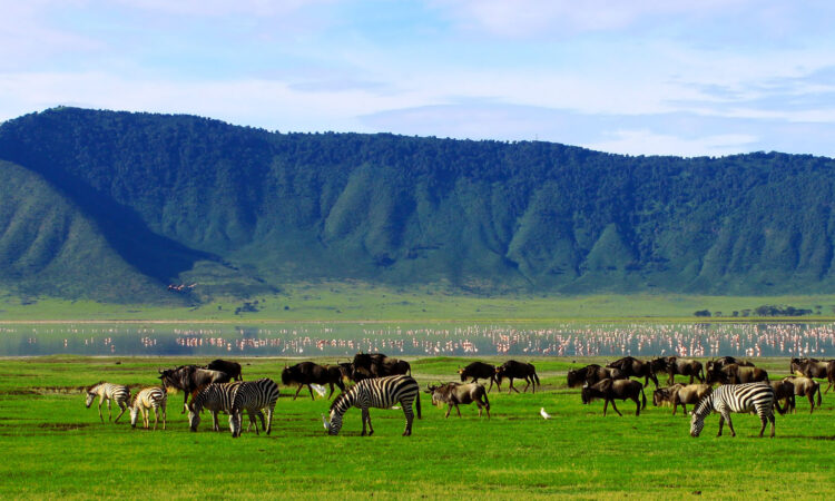 Wildlife in the Ngorongoro Crater_Tanzania