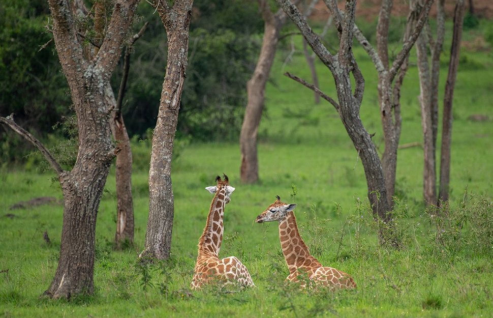 Young giraffes resting in lake mburo national park