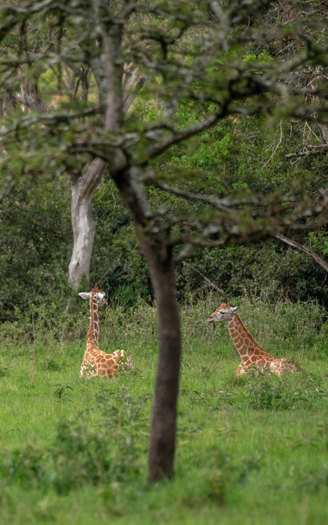 Young giraffes resting in Lake Mburo National Park