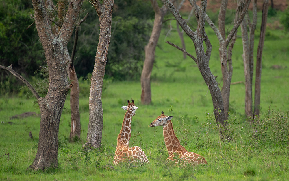 Young giraffes resting in lake mburo national park