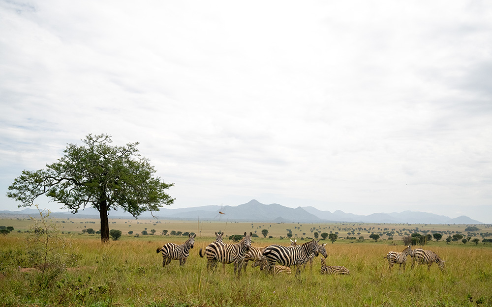 Zebras in Kidepo