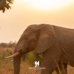 An Elephant in Murchison Falls National Park