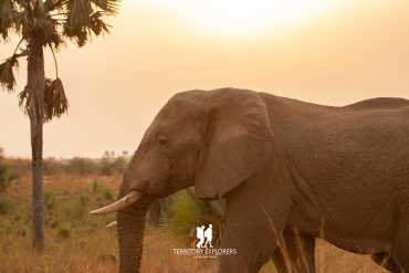 An Elephant in Murchison Falls National Park