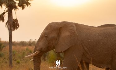 An Elephant in Murchison Falls National Park
