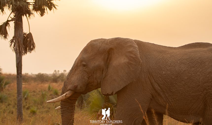 Murchison Falls Through The Ages: 2,000 Years of History in Uganda’s Largest National Park
