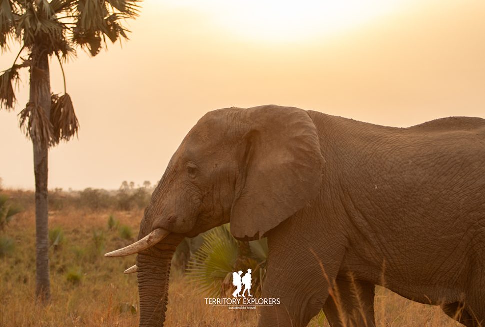 An Elephant in Murchison Falls National Park
