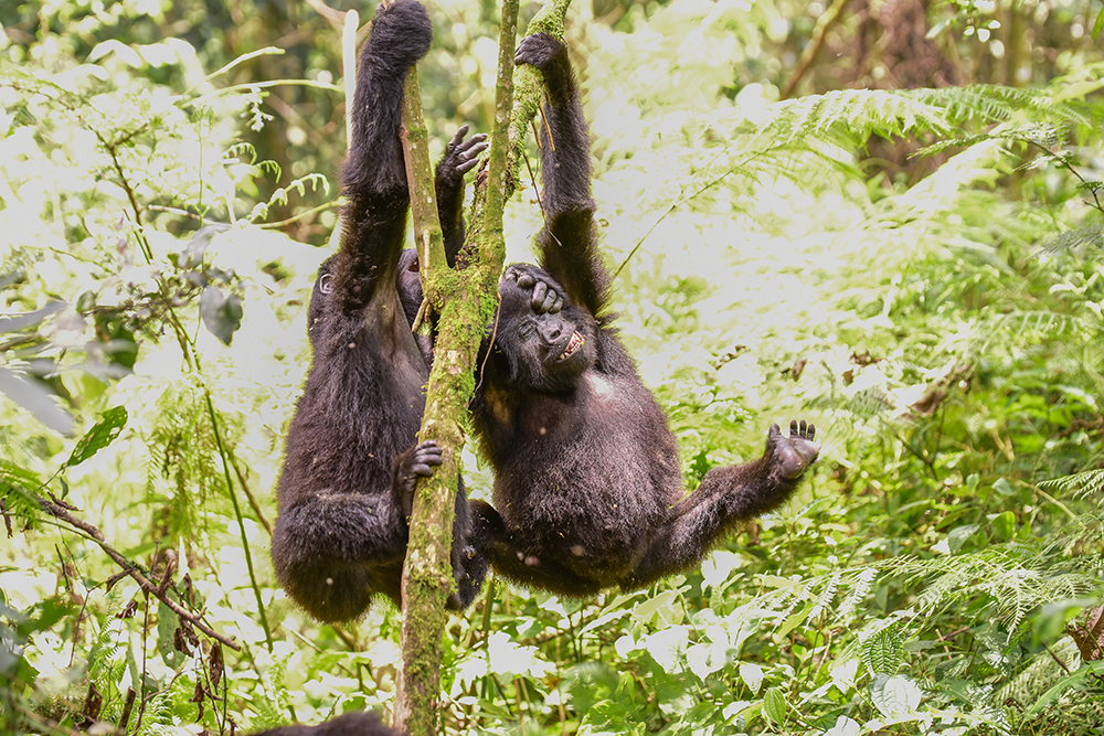 Mountain gorilla infants playing in Bwindi Impenetrable NP