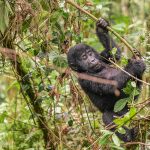 Mountain gorilla juvenile in Buhoma Gorilla sector in Bwindi