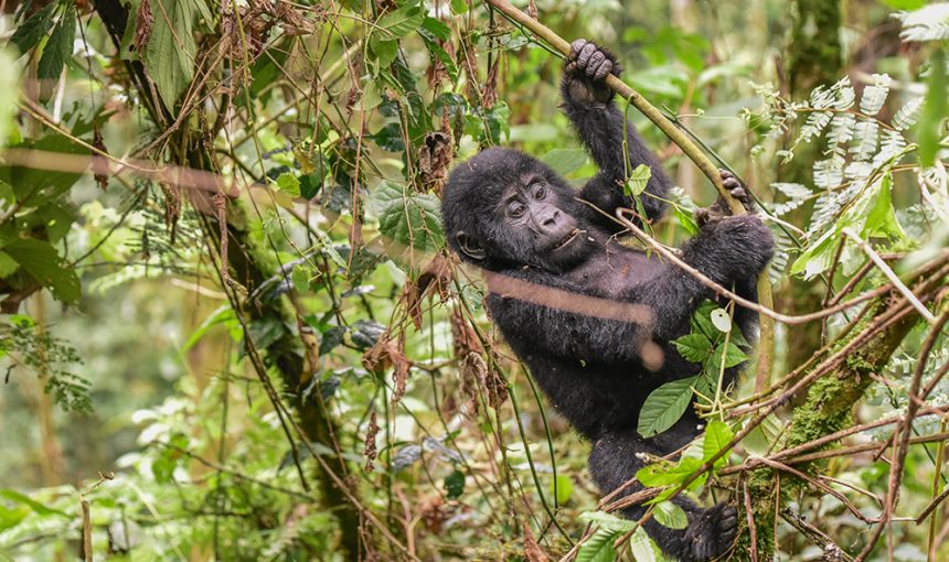 Buhoma Gorilla Sector