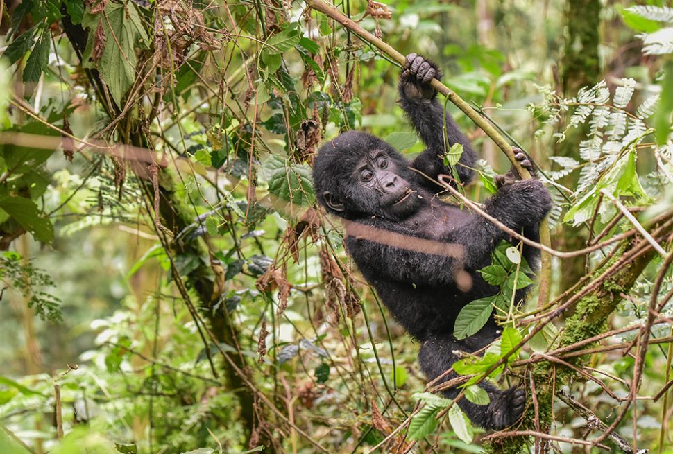 Mountain gorilla juvenile in Buhoma Gorilla sector in Bwindi