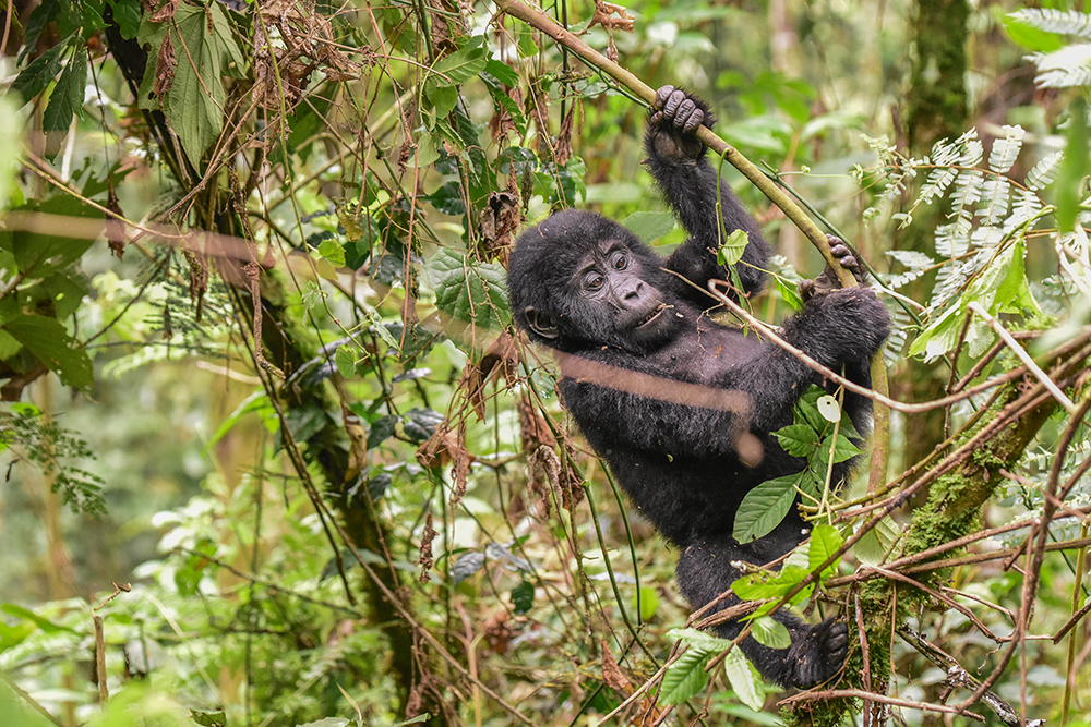 Mountain gorilla juvenile in Buhoma Gorilla sector in Bwindi