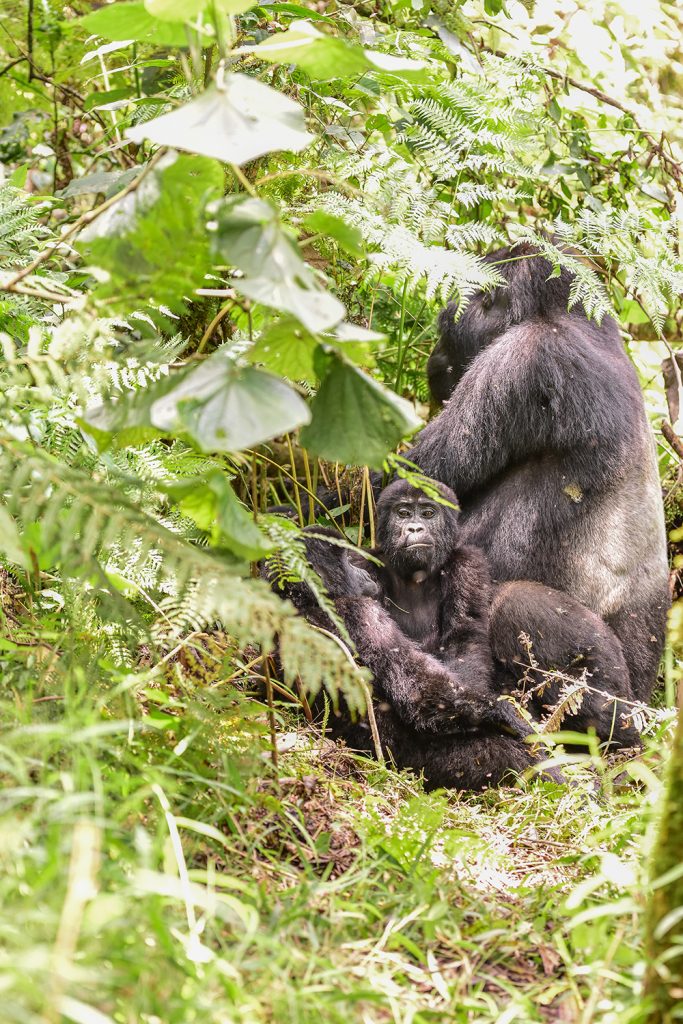 Mountain gorillas in Bwindi Impenetrable National Park (1)