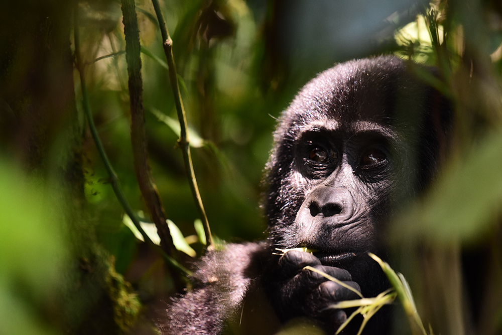 A mountain gorilla in Bwindi Impenetrable National Park