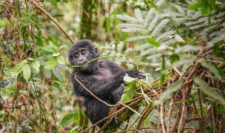 Rushaga Gorilla Sector