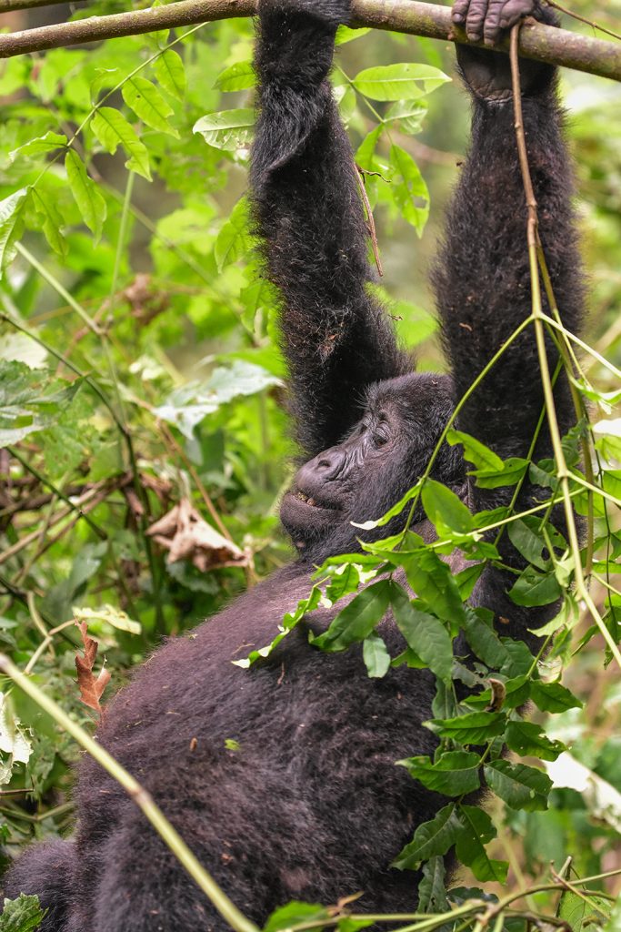 A juvenile mountain gorilla goes about its day amidst tourists on a habituation experience in Bwindi Impenetrable National Park.