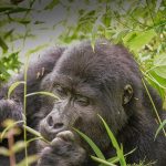 Follow in the footsteps of our past travelers with these sample trips to Nkuringo. Each trip includes extra experiences across Uganda to make your journey complete. Browse the options to find what fits your style, and our experts can help you customize it.