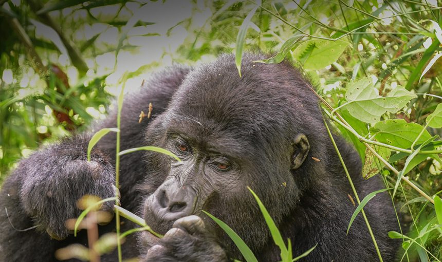 Rushaga vs Buhoma Gorilla Trekking: Which Sector in Bwindi Impenetrable National Park Is Right for You?