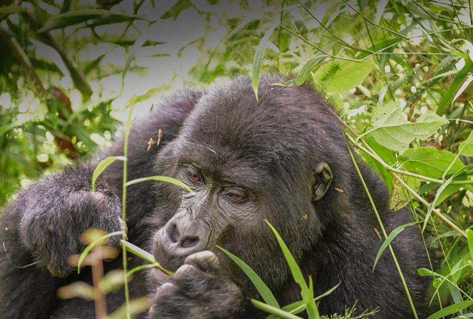 Follow in the footsteps of our past travelers with these sample trips to Nkuringo. Each trip includes extra experiences across Uganda to make your journey complete. Browse the options to find what fits your style, and our experts can help you customize it.