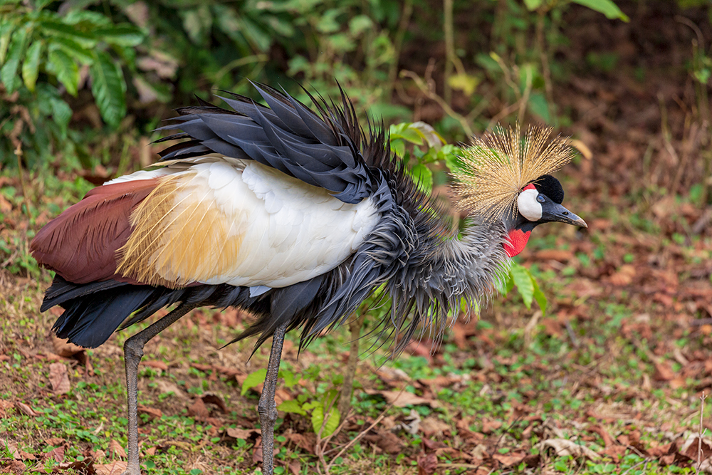 A grey crowned crane feeding on the shores of Lake Bunyonyi