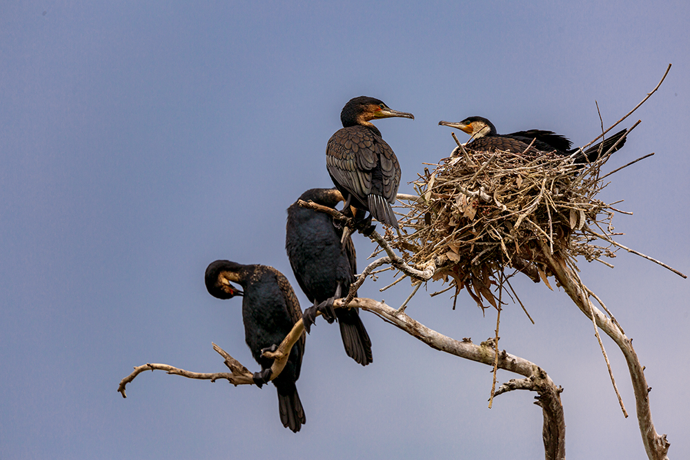 Great cormorants perched near their nesting site on Lake Bunyonyi